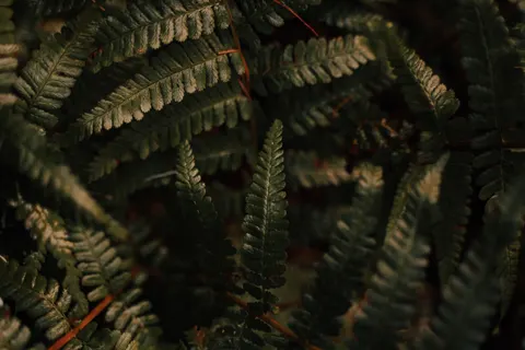 Fern Leaf 4K Wallpaper · flowers · 3840×2560