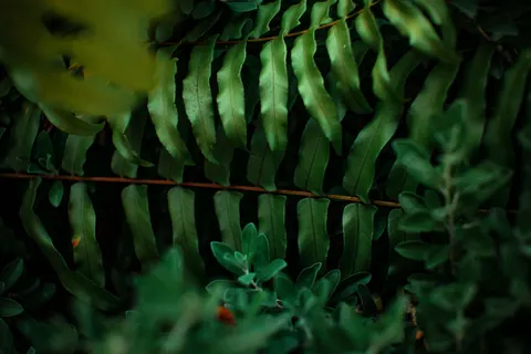 Fern Leaf 4K Wallpaper · flowers · 3840×2560