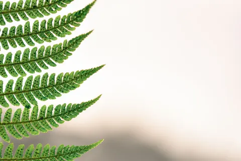Fern Leaf 4K Wallpaper · flowers · 3840×2560