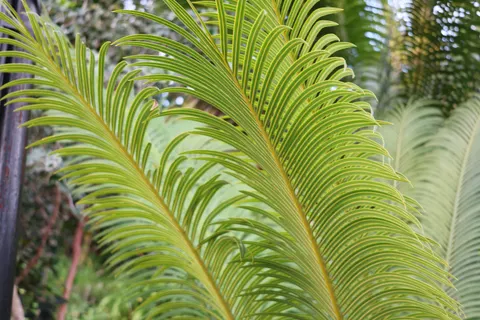 Fern Leaf 4K Wallpaper · flowers · 3840×2560