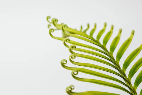 Fern Leaf 4K Wallpaper · flowers · 3840×2560