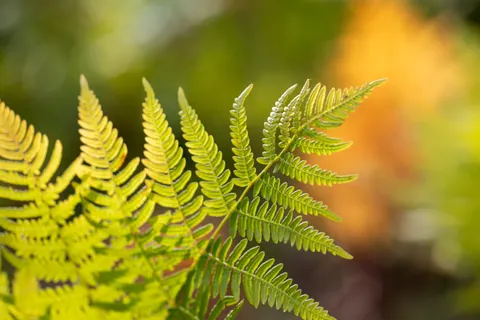 Fern Leaf 4K Wallpaper · flowers · 3840×2560
