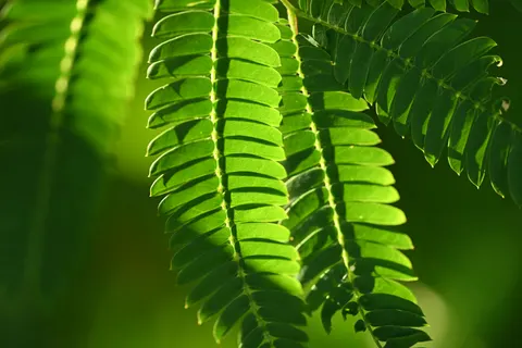 Fern Leaf 4K Wallpaper · flowers · 3840×2560