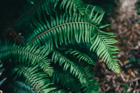 Fern Leaf 4K Wallpaper · flowers · 3840×2555