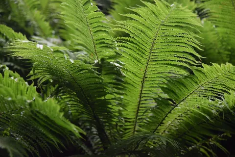 Fern Leaf 4K Wallpaper · flowers · 3840×2563