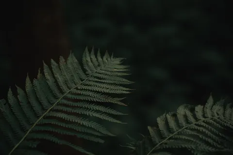 Fern Leaf 4K Wallpaper · flowers · 3840×2560