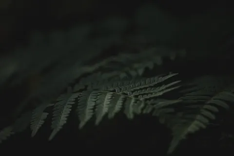 Fern Leaf 4K Wallpaper · flowers · 3840×2560