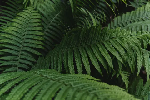 Fern Leaf 4K Wallpaper · flowers · 3840×2565