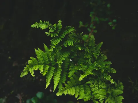 Fern Leaf 4K Wallpaper · flowers · 3840×2878