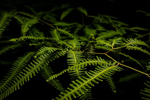 والپیپر برگ سرخس با کیفیت 4K · flowers · 3840×2560