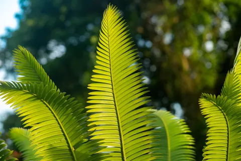 Fern Leaf 4K Wallpaper · flowers · 3840×2560