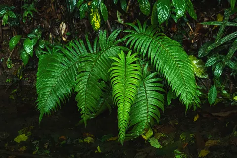 Fern Leaf 4K Wallpaper · flowers · 3840×2560