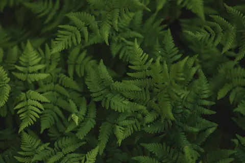 Fern Leaf 4K Wallpaper · flowers · 3840×2560