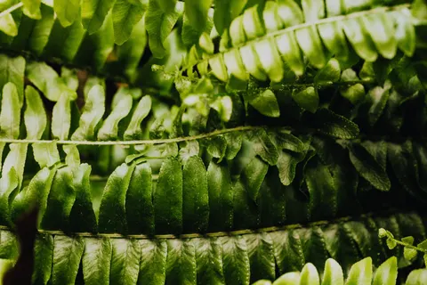 Fern Leaf 4K Wallpaper · flowers · 3840×2560