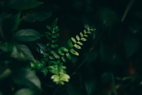 Fern Leaf 4K Wallpaper · flowers · 3840×2560