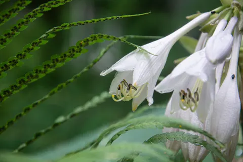 Fern Leaf 4K Wallpaper · flowers · 3840×2560