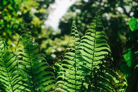 Fern Leaf 4K Wallpaper · flowers · 3840×2560