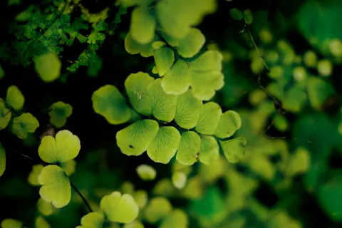 Fern Leaf 4K Wallpaper · flowers · 3840×2560