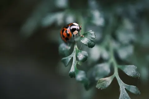 Fern Leaf 4K Wallpaper · flowers · 3840×2560