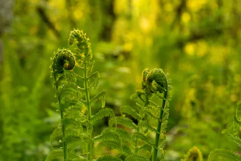 Fern Leaf 4K Wallpaper · flowers · 3840×2560