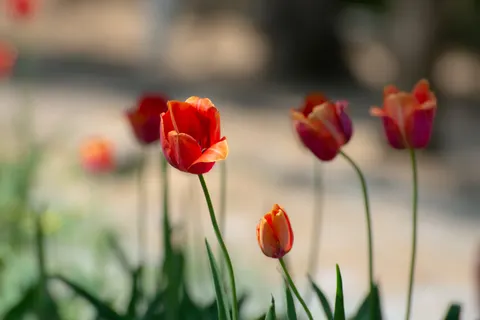Tulip Garden 4K Wallpaper · flowers · 3840×2563