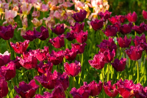 Tulip Garden 4K Wallpaper · flowers · 3840×2560