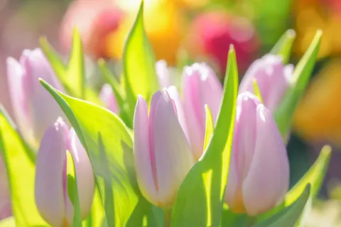 Tulip Garden 4K Wallpaper · flowers · 3840×2560