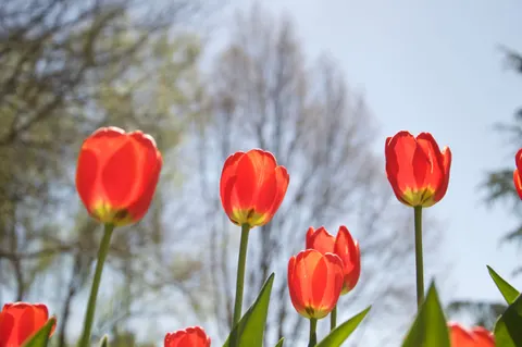 والپیپر باغ لاله با کیفیت 4K · flowers · 3840×2553