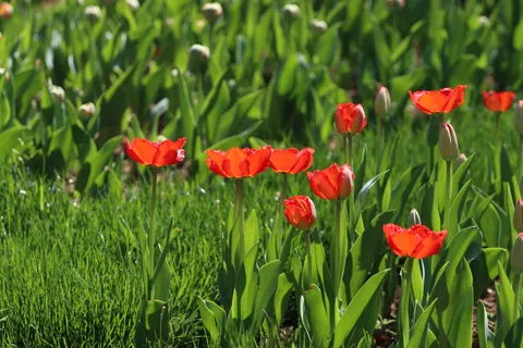 Tulip Garden 4K Wallpaper · flowers · 3840×2560