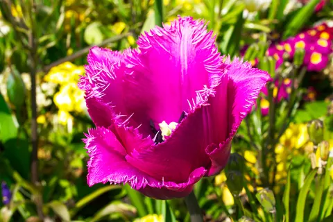 Tulip Garden 4K Wallpaper · flowers · 3840×2560