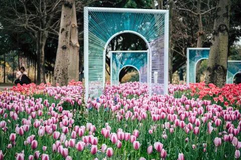 Tulip Garden 4K Wallpaper · flowers · 3840×2560