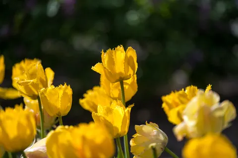 Tulip Garden 4K Wallpaper · flowers · 3840×2555