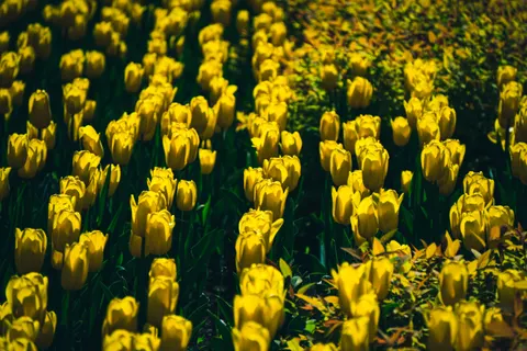 Tulip Garden 4K Wallpaper · flowers · 3840×2560
