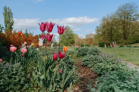 Tulip Garden 4K Wallpaper · flowers · 3840×2560