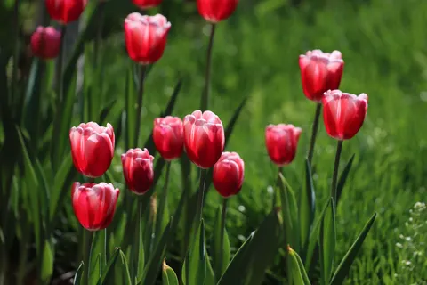 Tulip Garden 4K Wallpaper · flowers · 3840×2560