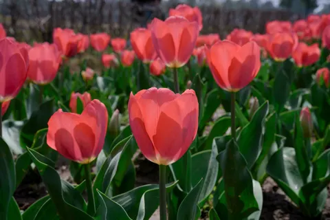 ट्यूलिप का बाग़ 4K वॉलपेपर · flowers · 3840×2560