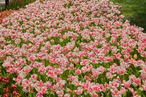 Tulip Garden 4K Wallpaper · flowers · 3840×2560