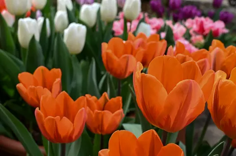 Tulip Garden 4K Wallpaper · flowers · 3840×2555