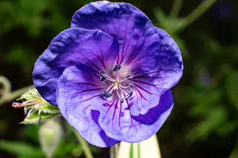 Iris 4K Wallpaper · flowers · 3840×2560