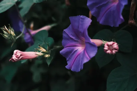 Iris 4K Wallpaper · flowers · 3840×2560