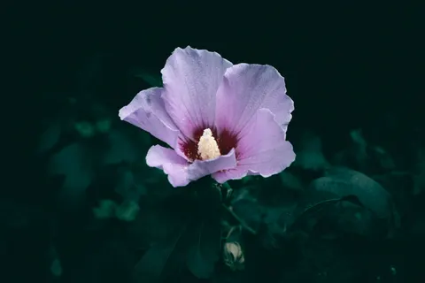 आइरिस 4K वॉलपेपर · flowers · 3840×2560