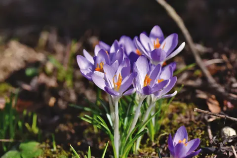 Iris 4K Wallpaper · flowers · 3840×2560