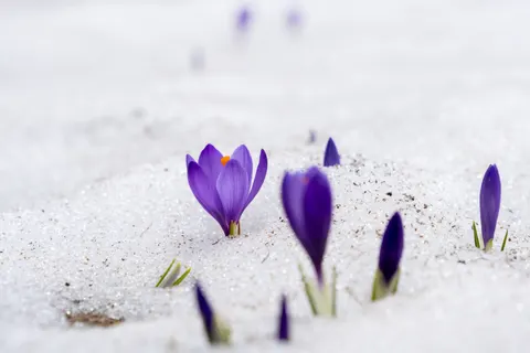 Iris 4K Wallpaper · flowers · 3840×2560