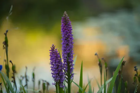 Iris 4K Wallpaper · flowers · 3840×2560