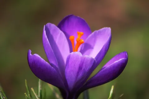 Iris 4K Wallpaper · flowers · 3840×2560