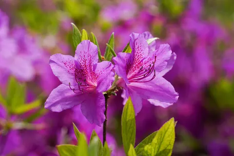 Iris 4K Wallpaper · flowers · 3840×2561