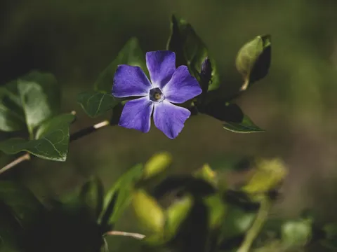 Iris 4K Wallpaper · flowers · 3840×2880