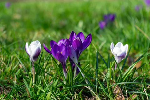 Iris 4K Wallpaper · flowers · 3840×2560