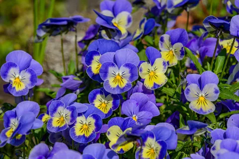 Iris 4K Wallpaper · flowers · 3840×2560