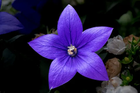 Iris 4K Wallpaper · flowers · 3840×2560